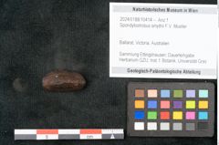 Foto (Objekt + Etikett) von Spondylostrobus smythii F.V. Mueller (NHMW-GEO-2024-0188-10414)